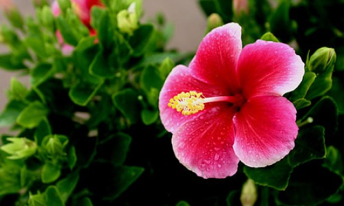 密蒙花中药作用及禁忌是什么-【密蒙花的药用价值】密蒙花又叫什么中药名 - 密蒙花中药作用及禁忌网